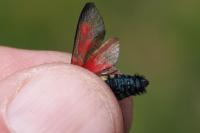 Zygaena viciae