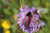 Zygaena purpuralis