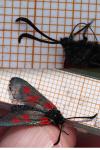 Zygaena viciae