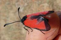 Zygaena erythrus
