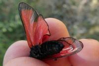 Zygaena erythrus