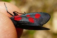 Zygaena viciae