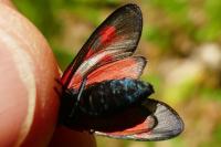 Zygaena viciae