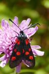 Zygaena lonicerae