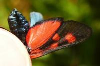 Zygaena lonicerae