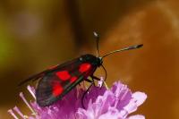 Zygaena viciae