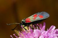 Zygaena viciae