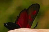 Zygaena viciae