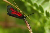 Zygaena romeo