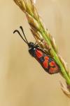 Zygaena hilaris