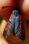 Zygaena transalpina