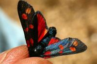 Zygaena filipendulae