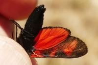 Zygaena filipendulae