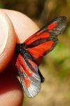 Zygaena romeo