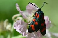 Zygaena transalpina