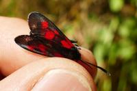 Zygaena viciae