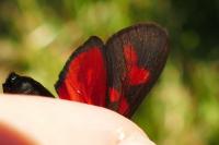 Zygaena filipendulae