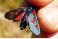 Zygaena filipendulae