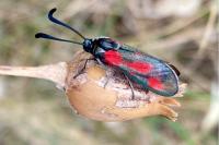Zygaena sarpedon
