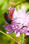 Zygaena romeo