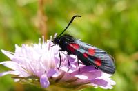Zygaena lonicerae