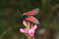 Zygaena minos/purpuralis
