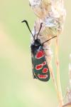 Zygaena carniolica