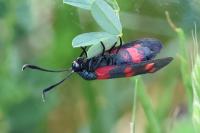 Zygaena ephialtes