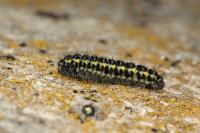 Zygaena lonicerae