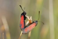 Zygaena erythrus