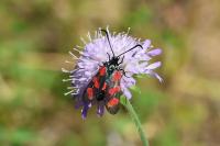Zygaena filipendulae