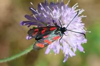Zygaena filipendulae