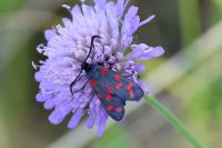 Zygaena transalpina