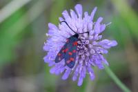 Zygaena transalpina