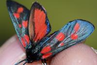 Zygaena viciae