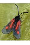 Zygaena nevadensis
