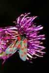 Zygaena transalpina