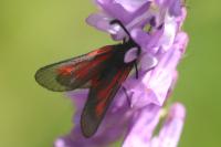 Zygaena nevadensis