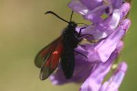 Zygaena nevadensis