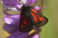 Zygaena nevadensis