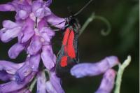 Zygaena minos/purpuralis