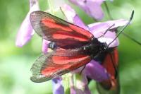 Zygaena romeo