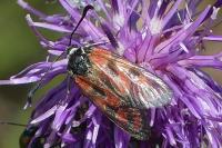 Zygaena carniolica