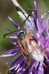 Zygaena carniolica