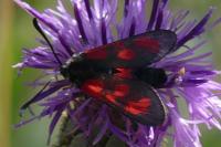 Zygaena loti