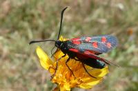 Zygaena transalpina