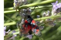Zygaena filipendulae