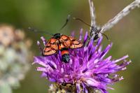Zygaena carniolica