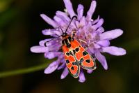 Zygaena fausta