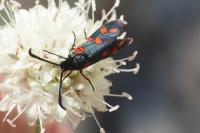 Zygaena transalpina